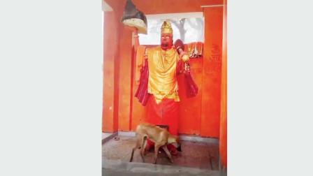 હનુમાનજીની મૂર્તિની સતત પરિક્રમા કરતા ચમત્કારી કૂતરાને તો બીમારી નીકળી