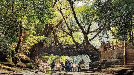 મેઘાલયના પ્રખ્યાત લિવિંગ રૂટ બ્રિજ