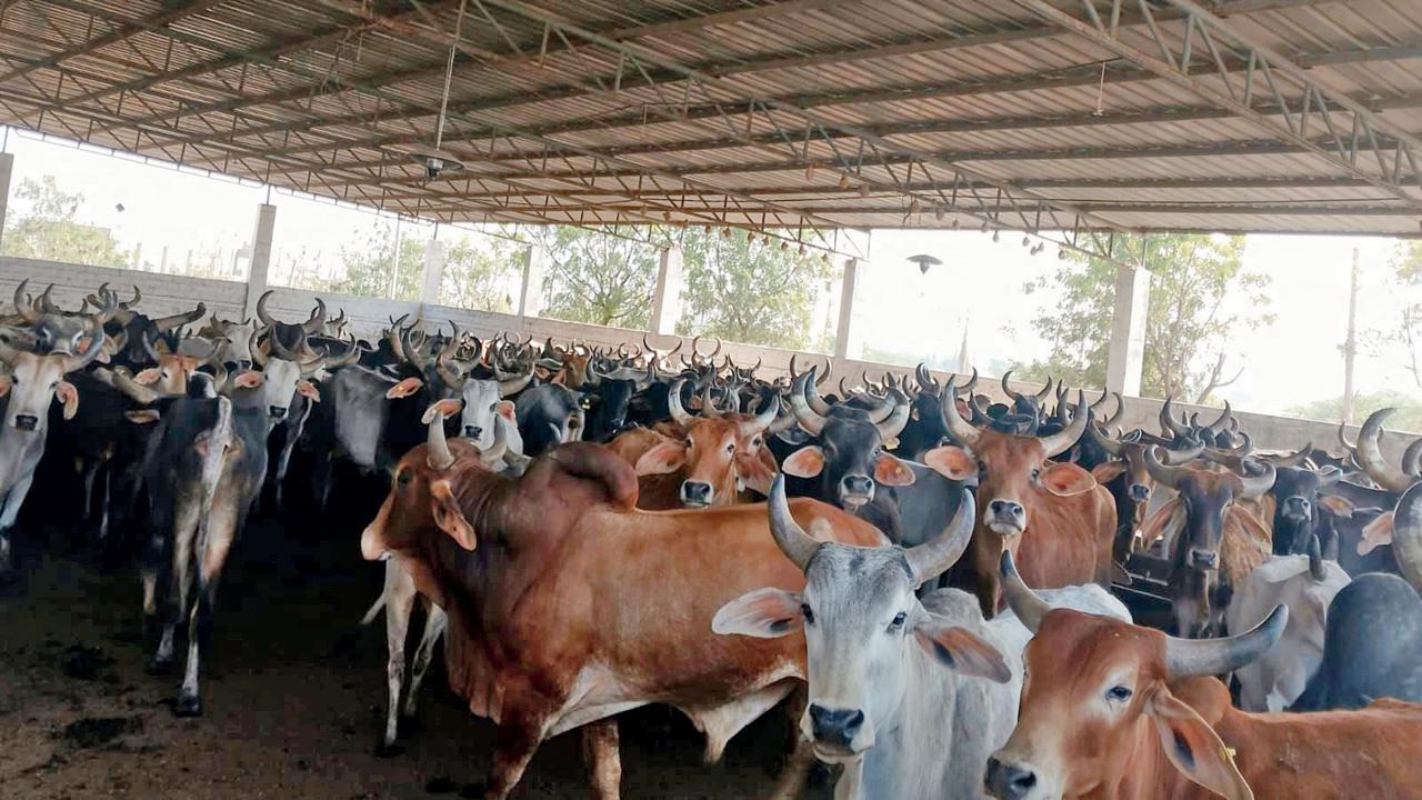 ગોવર્ધન નંદીશાળામાં નંદીઓ.