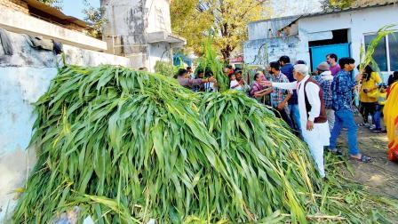ગાયોને ઘાસ ખવડાવવા આવેલા લોકોને રણછોડ ભરવાડ અને અન્ય સ્વયંસેવકોએ સમજાવીને ઘાસનો જથ્થો સાઇડમાં મુકાવ્યો હતો. 