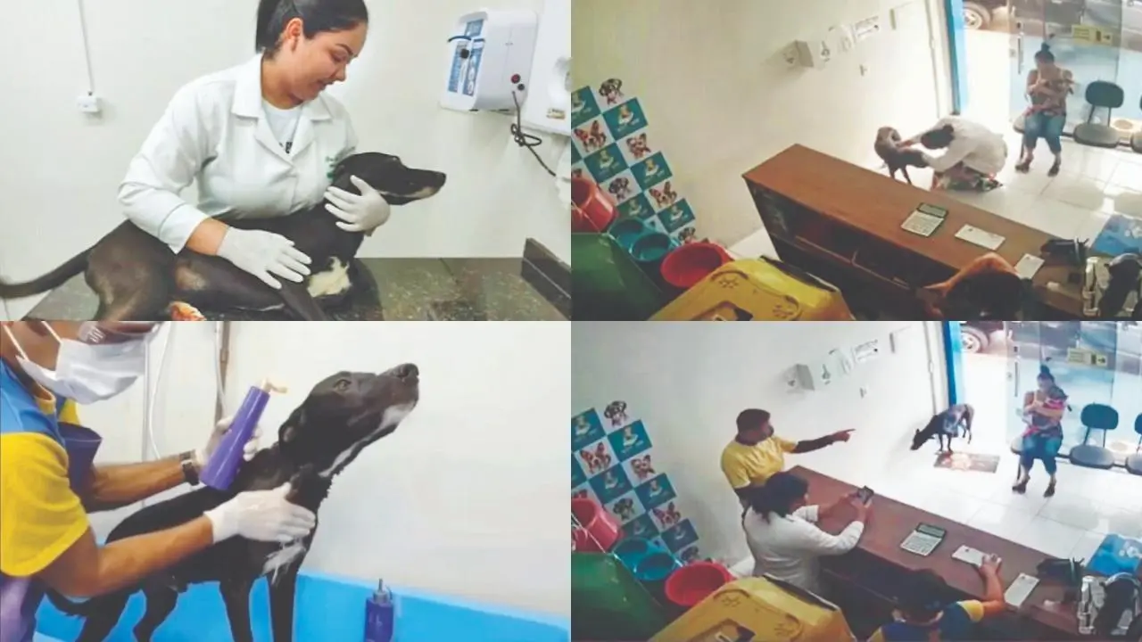 સ્ટ્રે ડૉગને પગમાં કૅન્સર હતું એટલે ચાલીને ક્લિનિકમાં સારવાર કરવા પહોંચ્યો