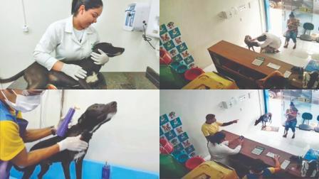 સ્ટ્રે ડૉગને પગમાં કૅન્સર હતું એટલે ચાલીને ક્લિનિકમાં સારવાર કરવા પહોંચ્યો