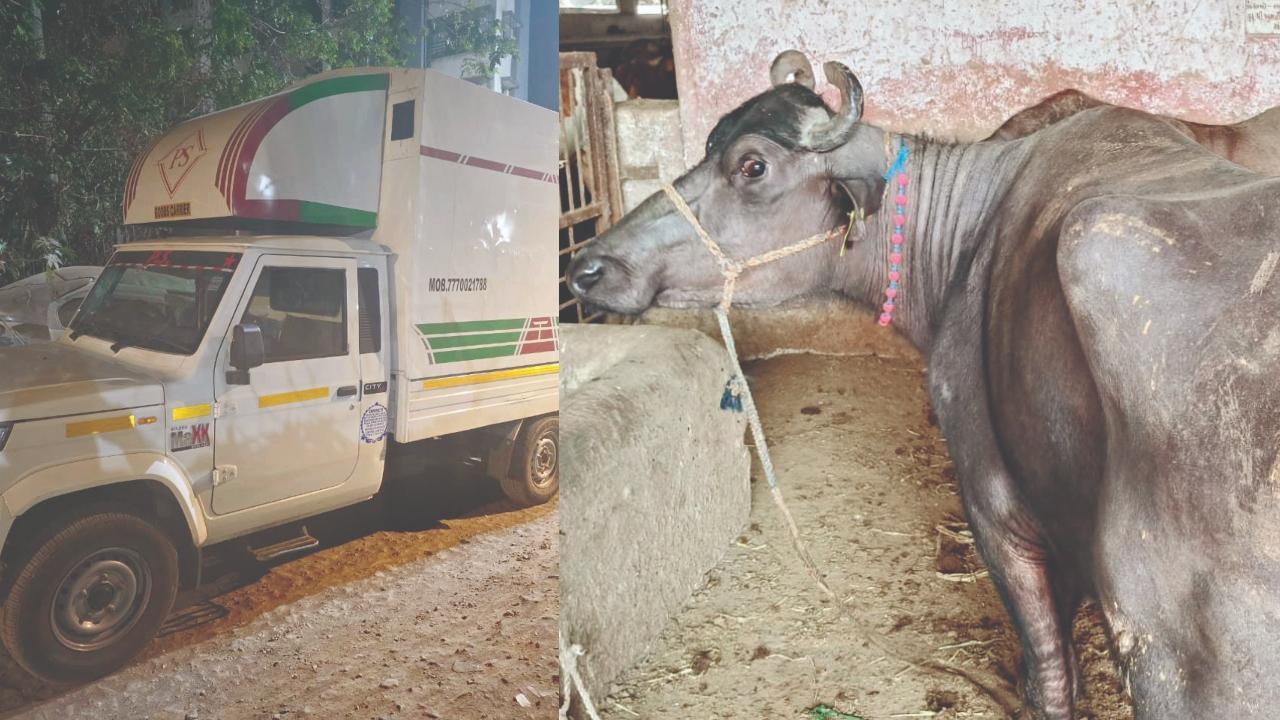 પોલીસે જપ્ત કરેલો ટેમ્પો અને બચાવેલી ભેંસ.