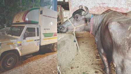 પોલીસે જપ્ત કરેલો ટેમ્પો અને બચાવેલી ભેંસ.
