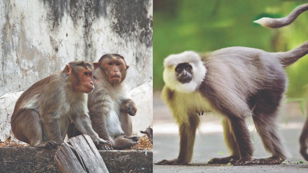 વાંદરા અને લંગૂર