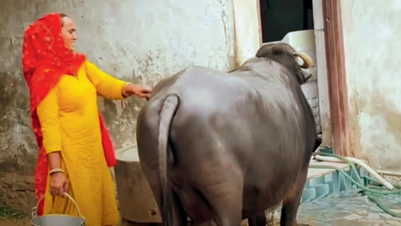 તસવીર સૌજન્યઃ સોશ્યલ મીડિયા