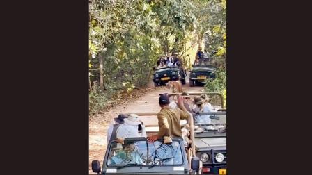 ભલે વાઘ જોવા જાઓ, પણ વાઘને જીવવા દો