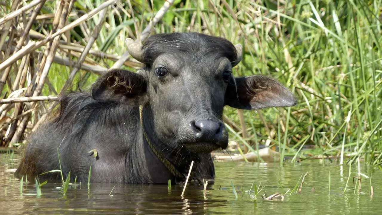 પ્રતીકાત્મક તસવીર