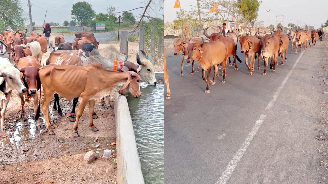 પદયાત્રા કરી રહેલી અને રસ્તામાં તરસ છિપાવતી ગાયો.