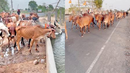 પદયાત્રા કરી રહેલી અને રસ્તામાં તરસ છિપાવતી ગાયો.
