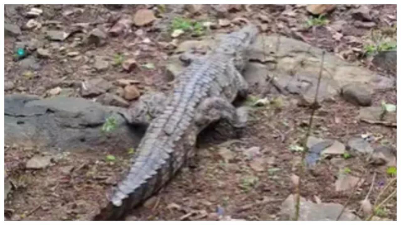 પ્રતીકાત્મક તસવીર