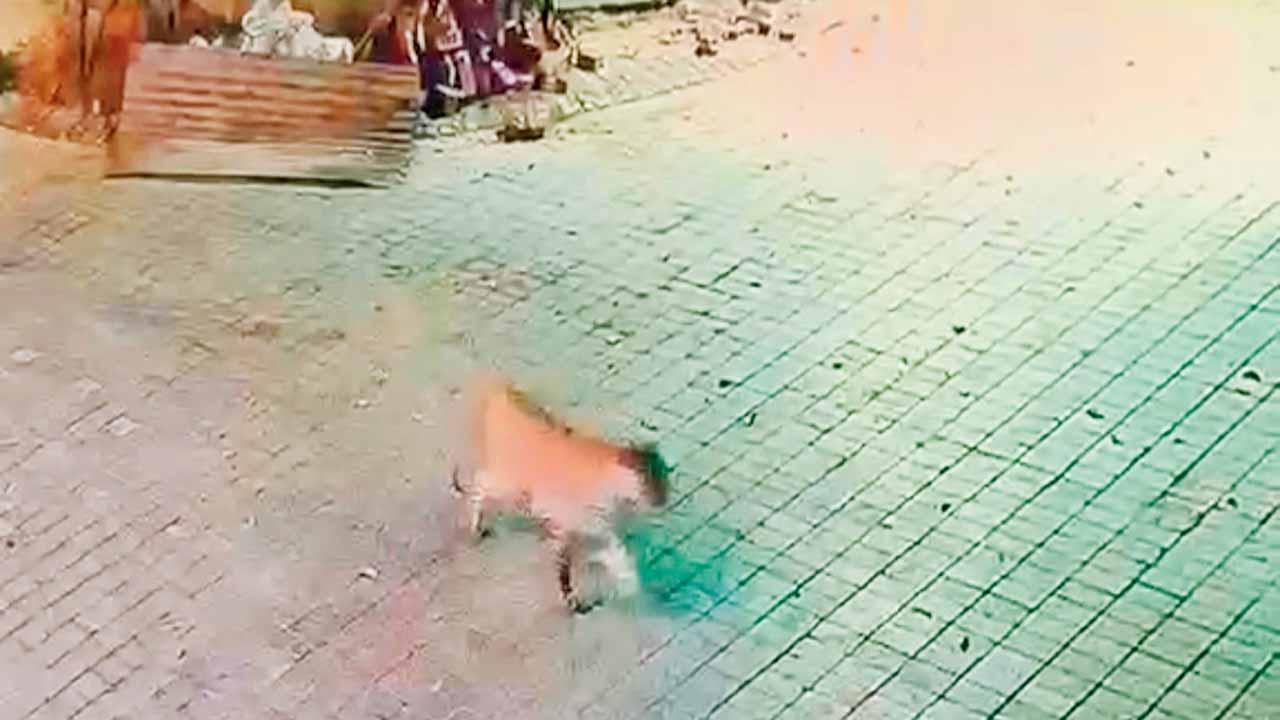 CCTV કૅમેરામાં કેદ થયેલો દીપડો.