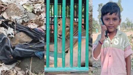 11 વર્ષના મયુર ચૌહાણને લઈ જનાર સિંહને પાંજરે પૂરવામાં આવ્યો (તસવીરો: X)