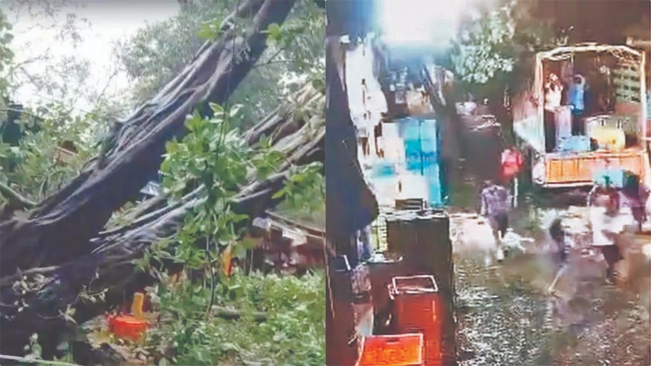 ઝાડ પડવાનો સિલસિલો ચાલુ: દાદરની મીનાતાઈ ફૂલમાર્કેટમાં શુક્રવારે મધરાતે અઢી વાગ્યાની આસપાસ ૧૦૦ વર્ષ જૂનું વડનું ઝાડ તૂટી પડ્યું હતું.
