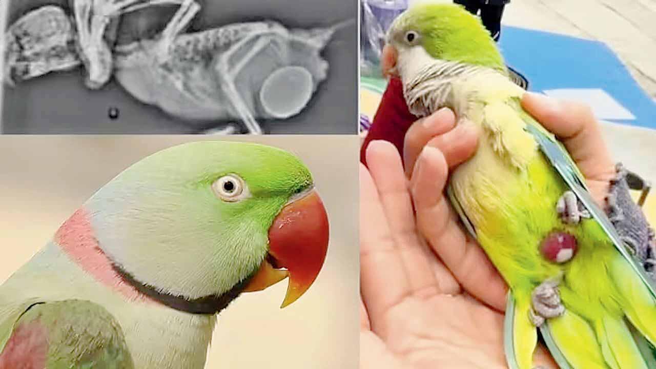 ૧૩ વર્ષની મીઠ્ઠુ નામની માદા પોપટ