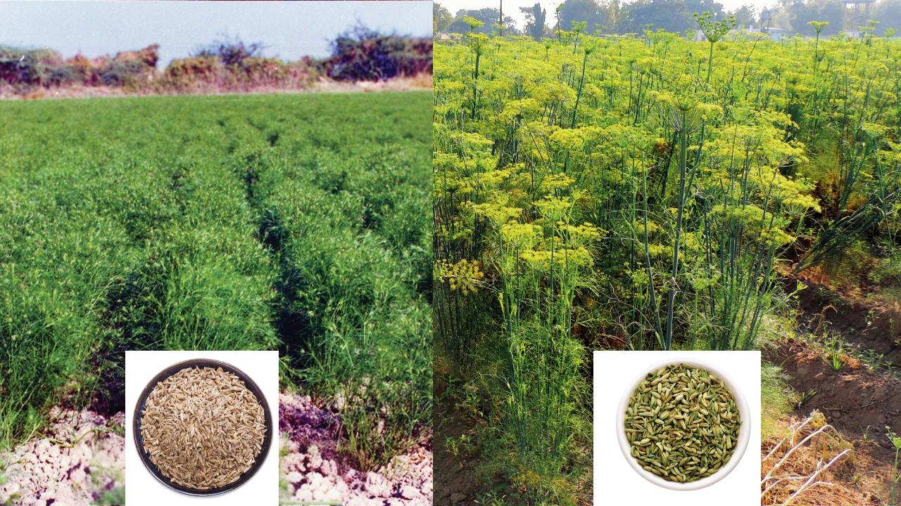 પ્રતીકાત્મક તસવીર