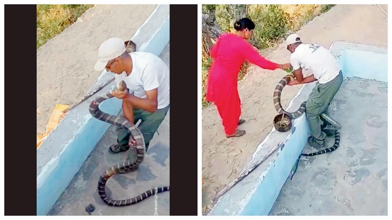 કોબ્રાને પકડ્યા પછી ખબર પડી કે એ ઘાયલ છે એટલે હળદર લગાવીને પછી જંગલમાં છોડ્યો