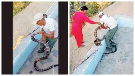 કોબ્રાને પકડ્યા પછી ખબર પડી કે એ ઘાયલ છે એટલે હળદર લગાવીને પછી જંગલમાં છોડ્યો