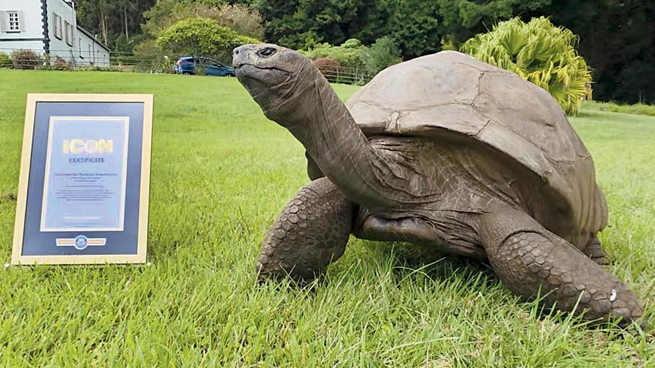 જોનાથન નામનો કાચબો