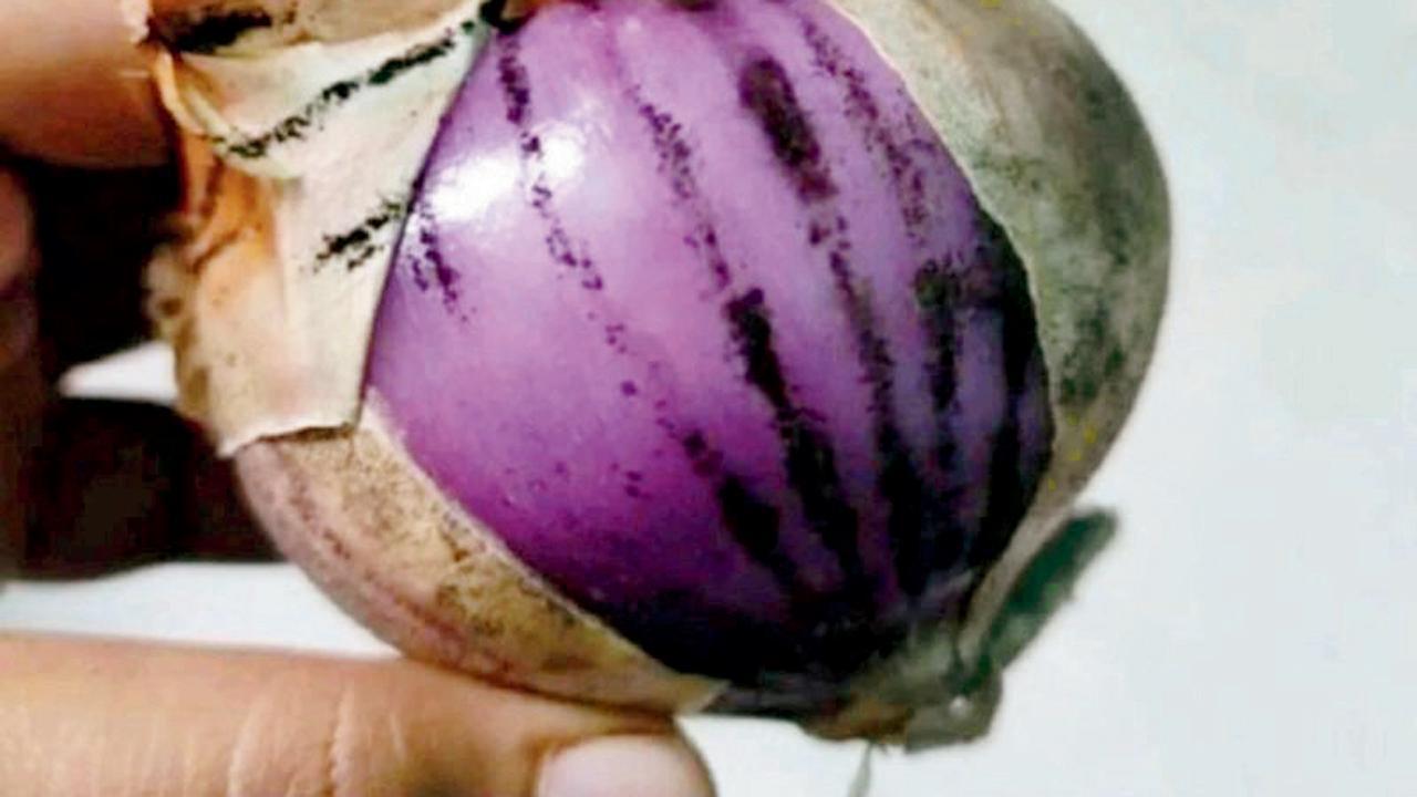 પ્રતીકાત્મક તસવીર