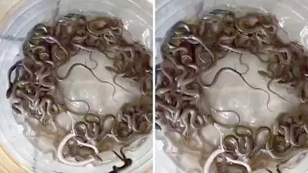 વાઇરલ વિડીયોમાંથી સ્ક્રીનશૉટ