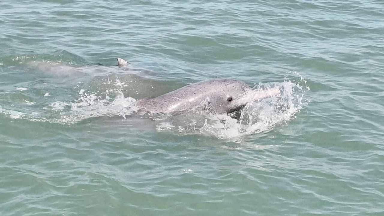 ગુજરાતના દરિયામાં જોવા મળતી ડૉલ્ફિન