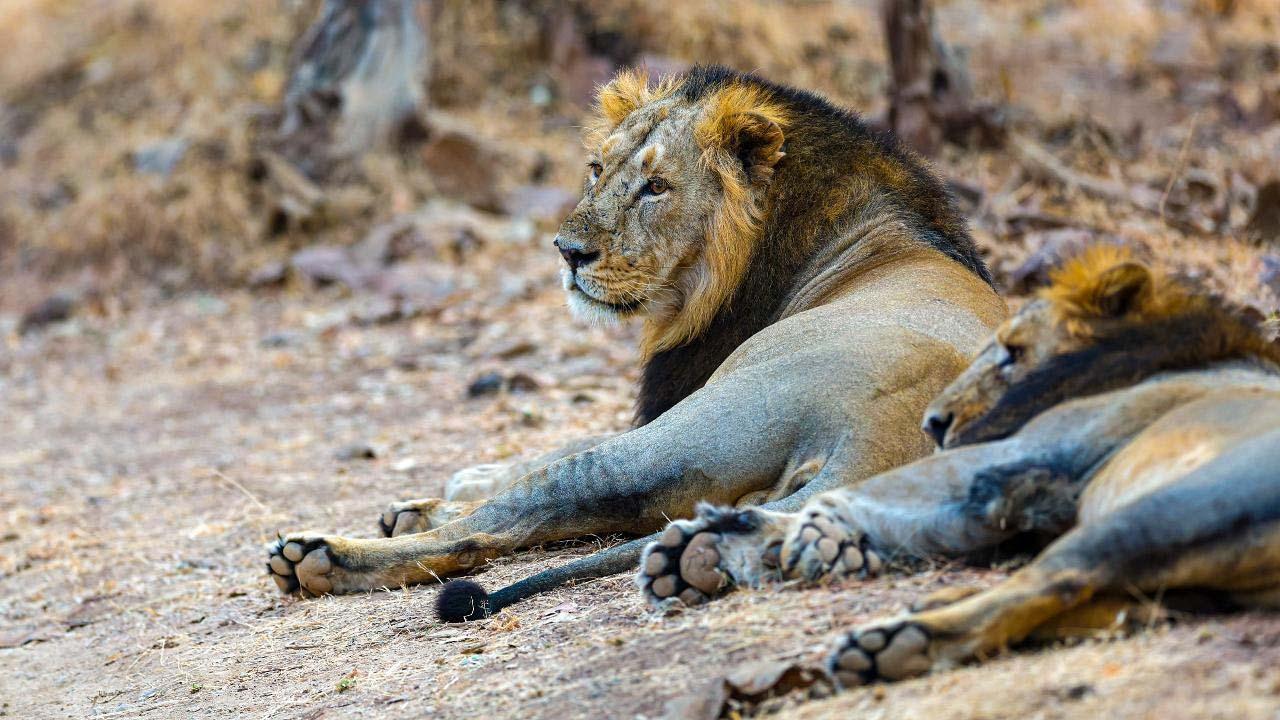 પ્રતીકાત્મક તસવીર
