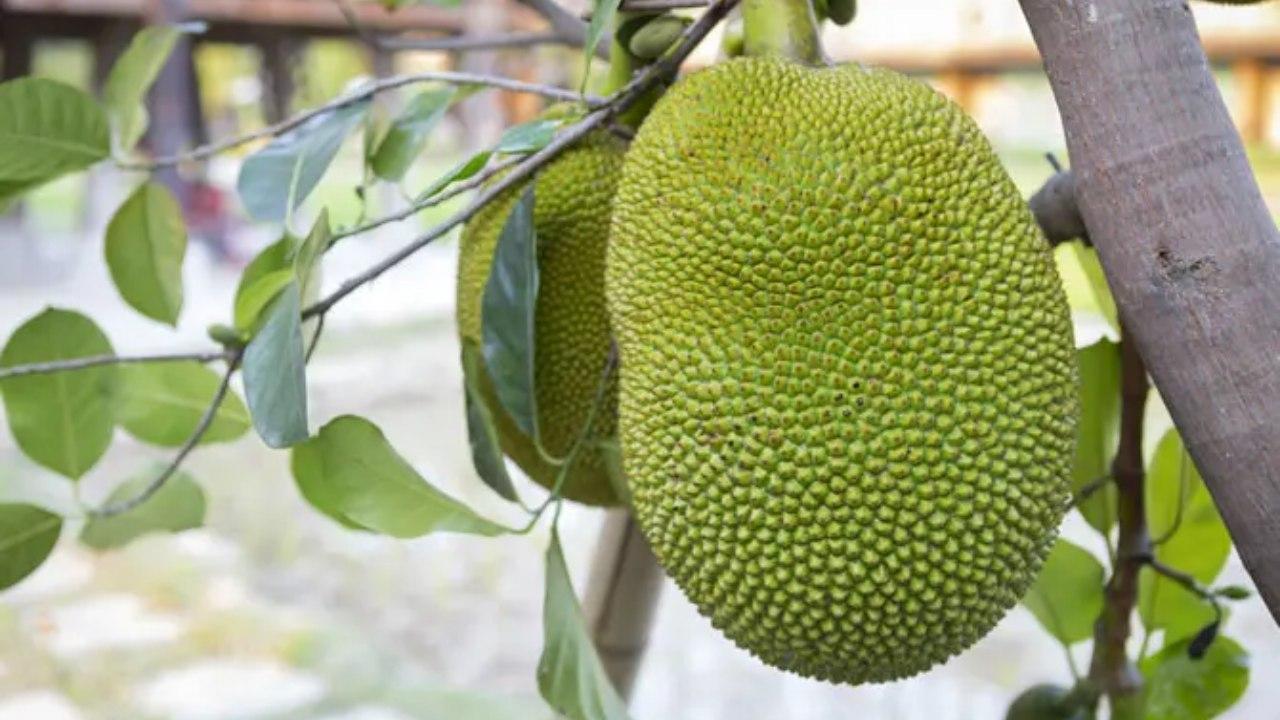 પ્રતીકાત્મક તસવીર (સૌજન્ય: મિડ-ડે)