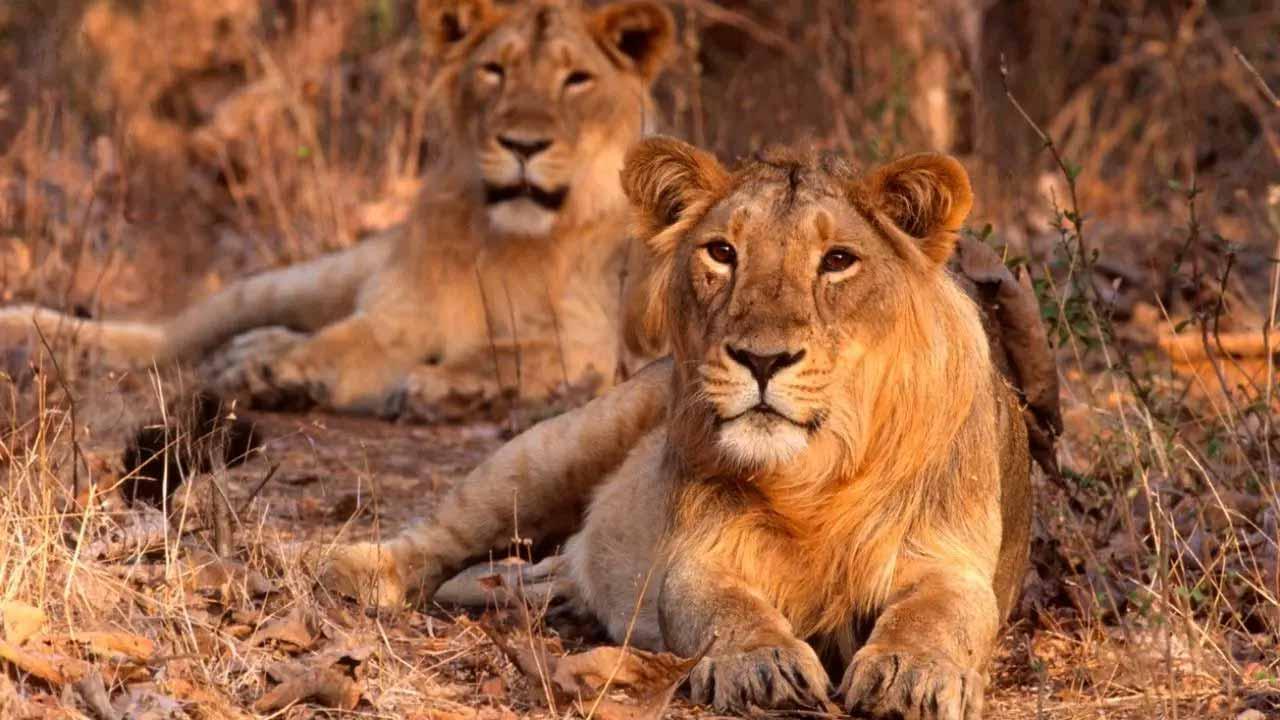 પ્રતીકાત્મક તસવીર