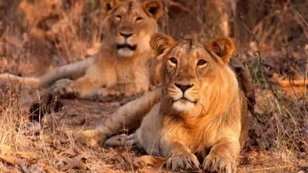 પ્રતીકાત્મક તસવીર