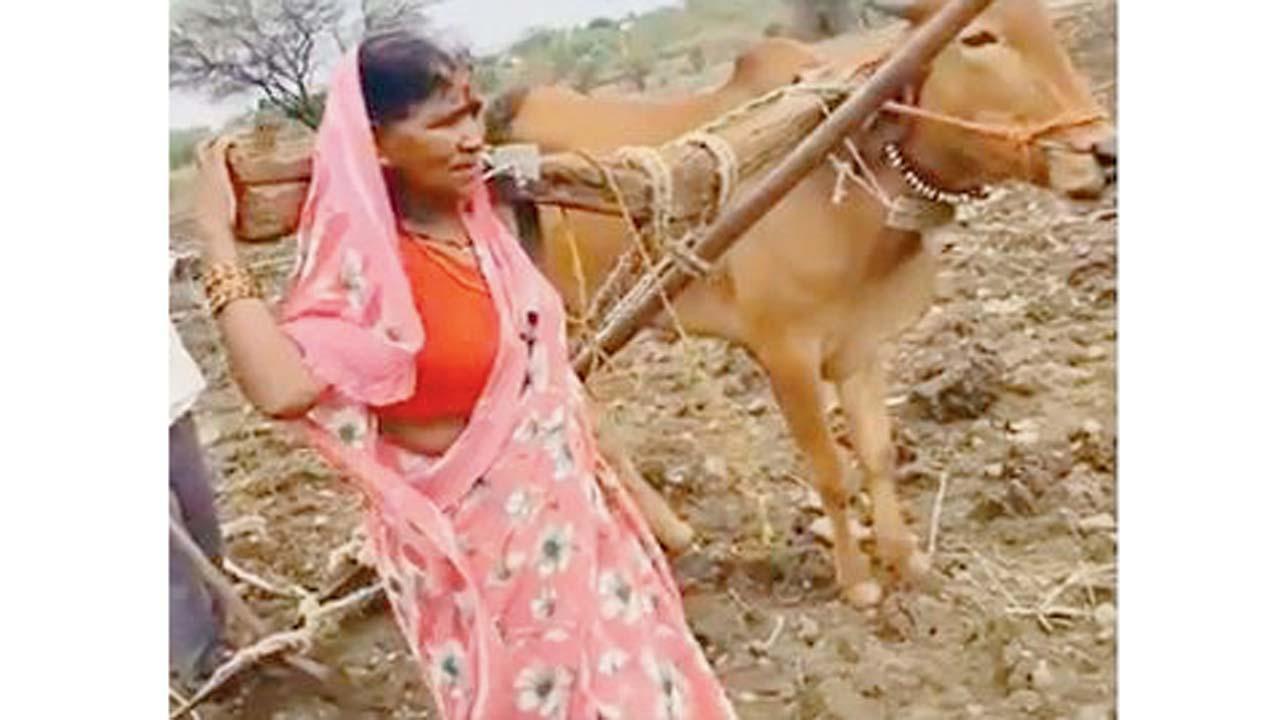 બળદ સાથે હળ જોતરી રહેલી ખેડૂતપત્ની.
