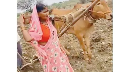 બળદ સાથે હળ જોતરી રહેલી ખેડૂતપત્ની.