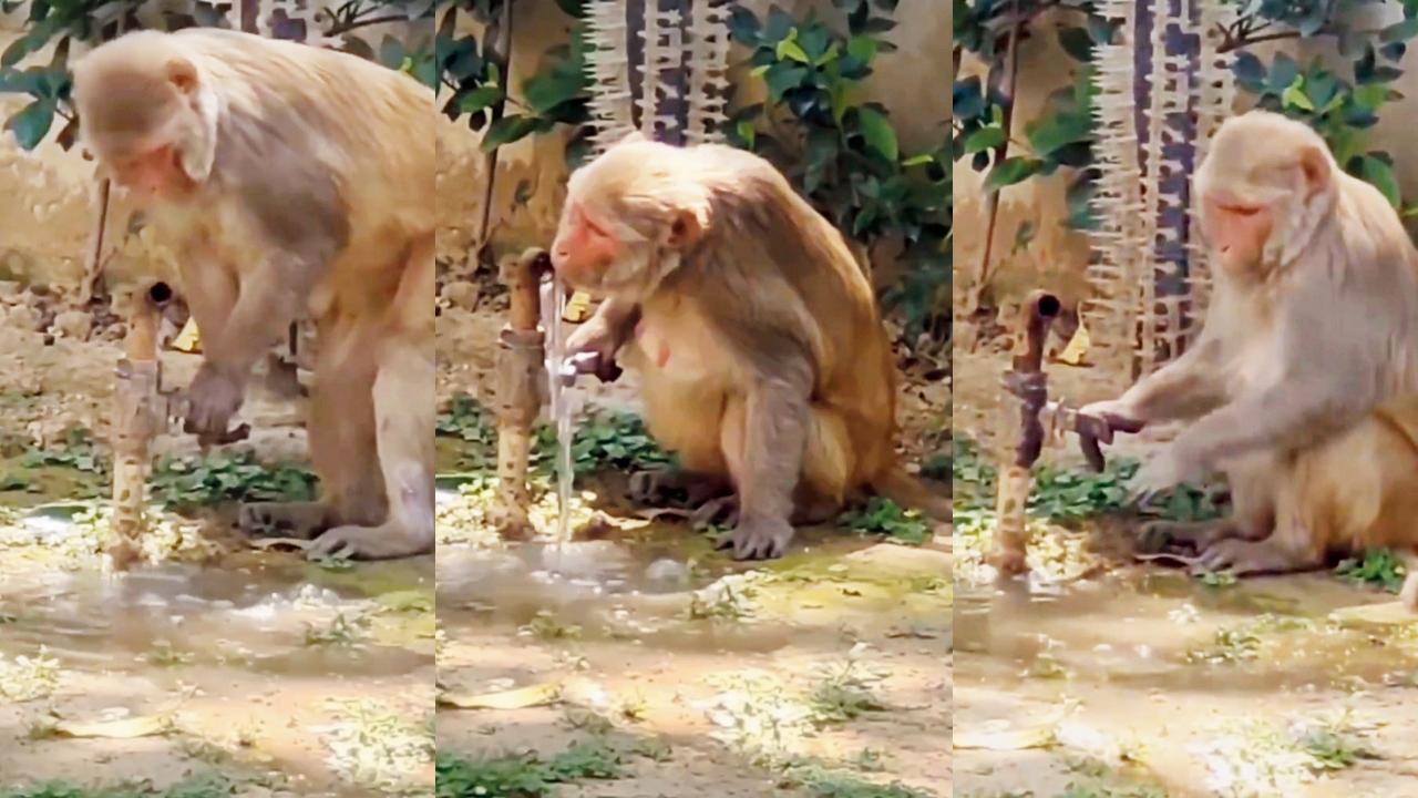 તસવીર સૌજન્યઃ સોશ્યલ મીડિયા