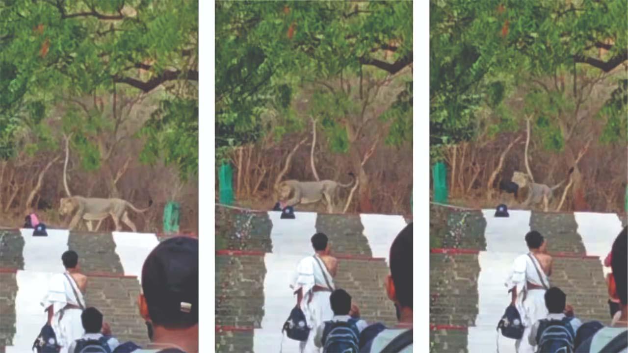 વાઇરલ વિડીયોમાંથી સ્ક્રીનશૉટ