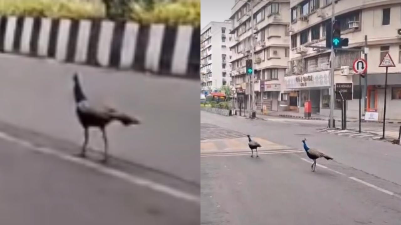 વાયરલ વીડિયોમાંથી સ્ક્રીન શૉટ (તસવીર: સોશિયલ મીડિયા)