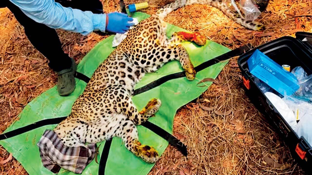 દીપડો