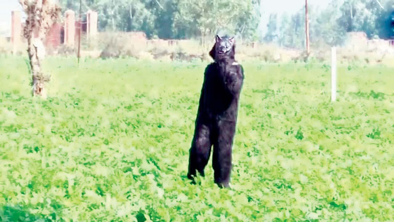 સાંજના સમયે વાંદરા આવવાનો સમય હોય ત્યારે ખાસ રીંછ બનીને તેઓ ખેતરનો પહેરો ભરે છે.