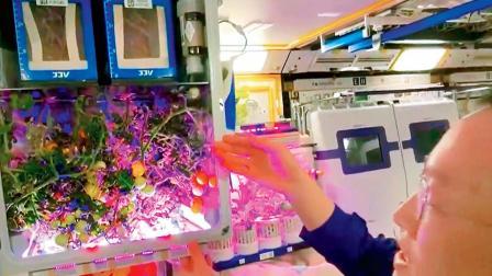 હવે ચીની અવકાશયાત્રીઓ સ્પેસમાં ગાજર અને ઘઉંની ખેતી કરવાનો પ્રયોગ કરવાના છે