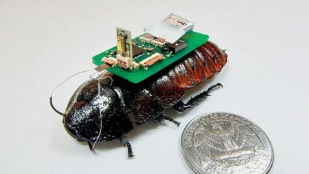 સાઇબર્ગ કૉક્રૉચ