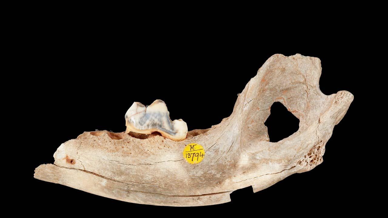 માણસો પોતાની સેફ્ટી માટે કૂતરાઓને પોતાની સાથે રાખતા હતા