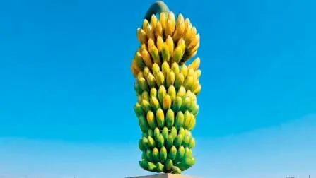 કેળાંનું શિલ્પ બન્યું હાજીપુરની ઓળખ