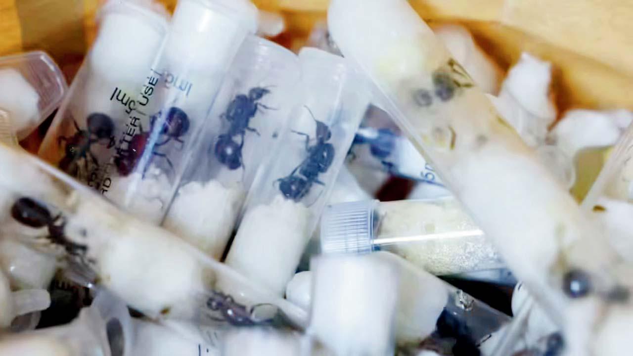 ટેસ્ટટ્યુબમાં રાખેલી કીડીઓ