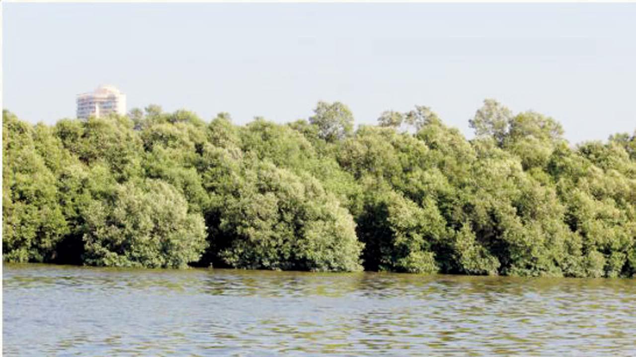 પ્રોજેક્ટ માટે કાપવામાં આવનારાં મૅન્ગ્રોવ્ઝની સામે ત્રણગણાં મૅન્ગ્રોવ્ઝ રોપવામાં આવશે.