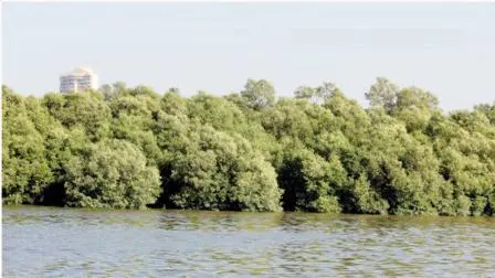 પર્યાવરણપ્રેમીઓને પછડાટ: ૪૬,૦૦૦ મૅન્ગ્રોવ્ઝ કાપવાની સુપ્રીમ કોર્ટની પરવાનગી