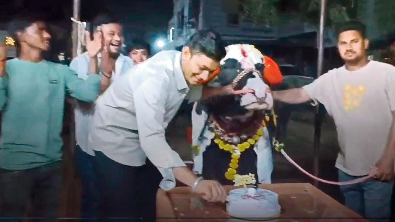 પાડાના જન્મદિવસની ઉજવણી