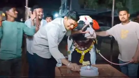 પાડાના જન્મદિવસની ઉજવણી