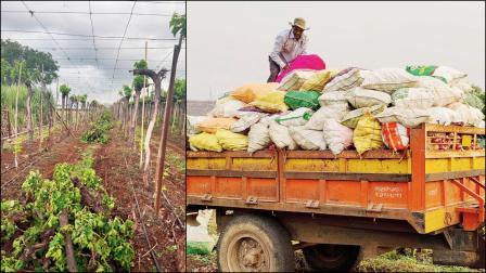 કમોસમી વરસાદને કારણે દ્રાક્ષના બગીચા નષ્ટ થઈ ગયા (ડાબે). ખેતરમાંથી કાંદાનો માલ ઘરે લઈ જવા એ મજબૂરી બની ગઈ છે.