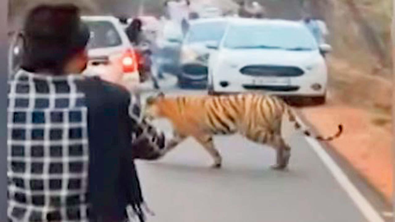 વાઘને જોઈને એનો ફોટો અને વિડિયો લેવા માટે લોકો ભેગા થઈ ગયા હતા.