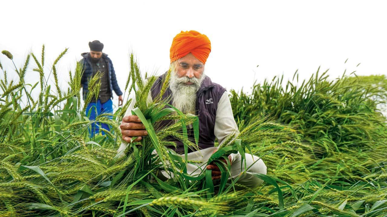 પંજાબમાં માવઠાની અસરને કારણે પાકને થયેલું નુકસાન તપાસી રહેલા ખેડૂતો.