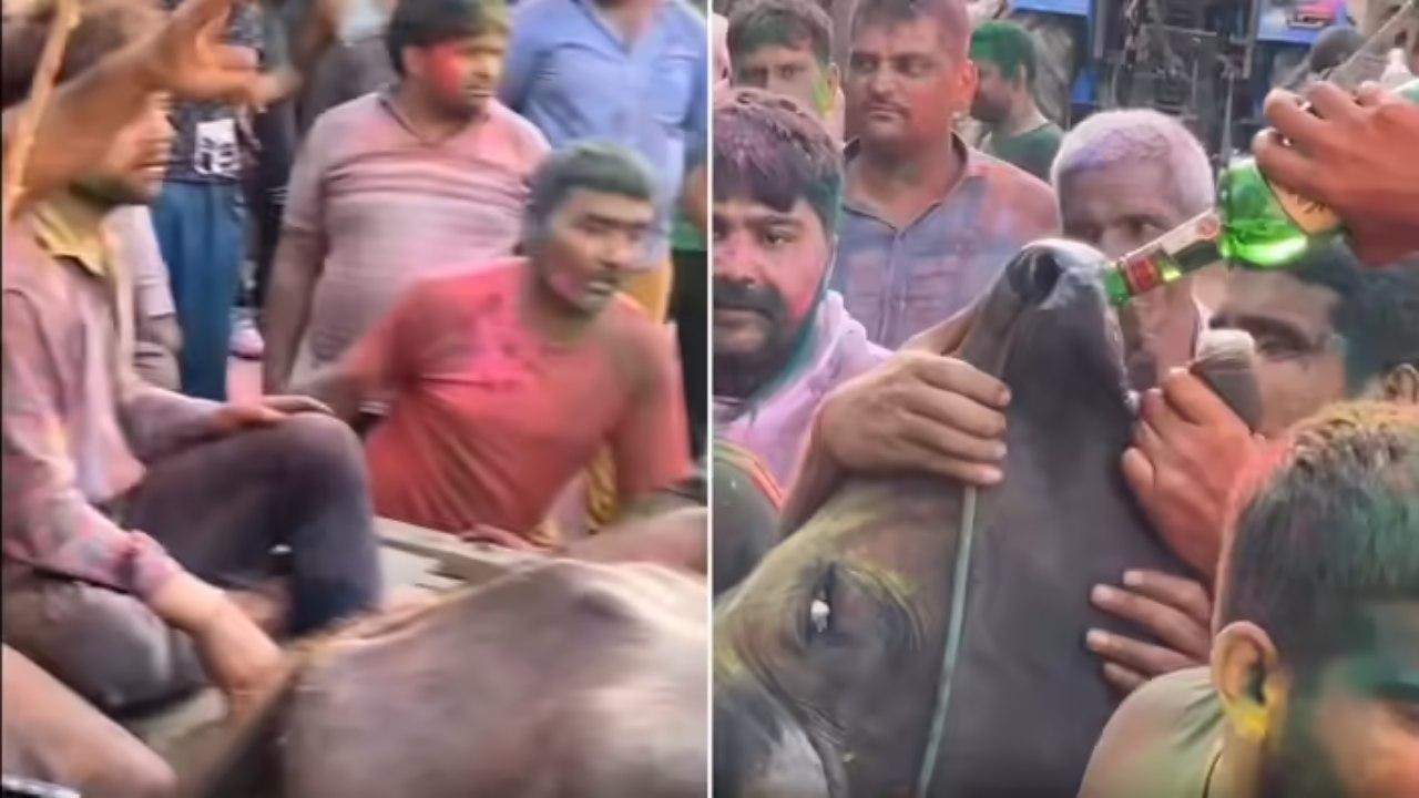 વાયરલ વીડિયોનો સ્ક્રીન ગરૅબ (તસવીર સૌજન્ય: સોશિયલ મીડિયા)